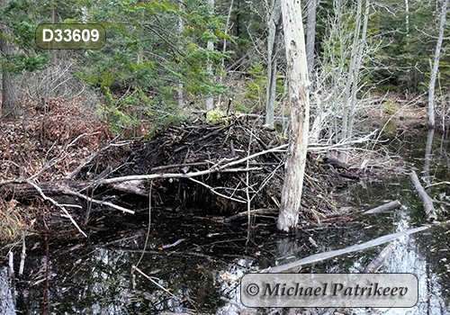 North American Beaver (Castor canadensis), lodge